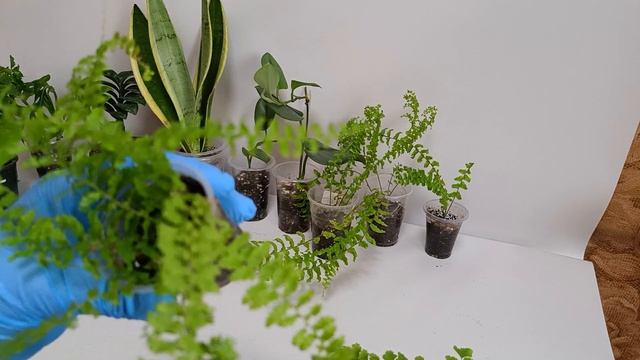 Наличие на 24.09.24#комнатныецветы #наличие #цветы #растен