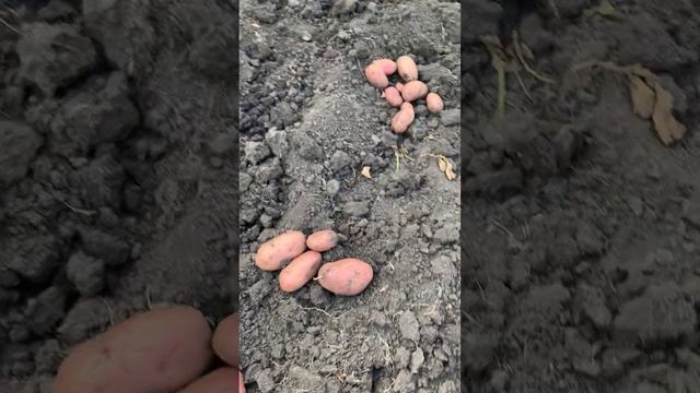 Картофель « Горная Роза» смотреть онлайн