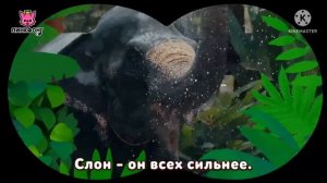 Приключения в джунглях🎤 | Песни про приключение | Караоке Пинкфонг для детей