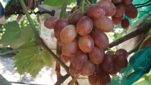 Ямайка - форма Калугина В.М.