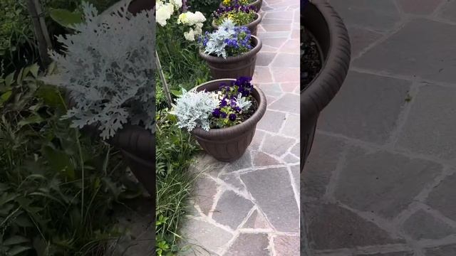 Однолетки в вазонах в розовом саду. Сочетание красок ? смотреть онлайн