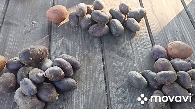 ВНИМАНИЕ!!! ТРИ НАБОРА КАРТОФЕЛЯ ГОЛУБОЙ ДУНАЙ ПРОДАН