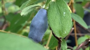 Жимолость Клубничная сенсация. Крупная и вкусная. 10.06.2