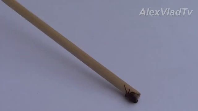 клещ смотреть онлайн