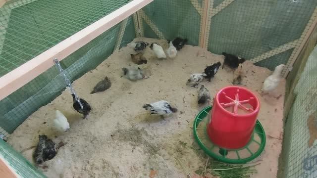 Какой кошмар! Куры и перепела живут в городской квартире и кукарекают по утрам?))) смотреть онлайн