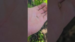 Сорт винограда Вэлиант созревание гроздей из основны?