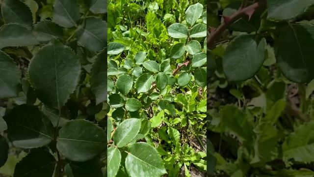 Роза Дам де Кер. (Dame De Coeur) Ч/Г