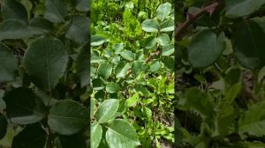 Роза Дам де Кер. (Dame de Coeur) Ч/Г