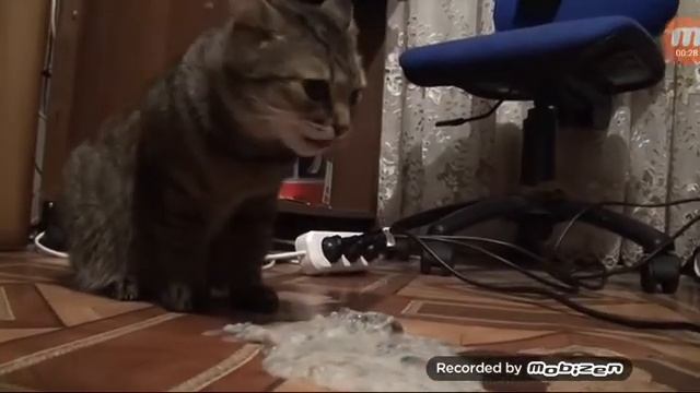 кот блюёт смотреть онлайн