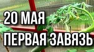 Дождь загнал в теплицу. Первая завязь томата. 20 мая 2025 года.