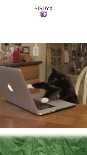 👩🏻💻🤯Знакомо? #excel #эксель #эксельобучение #дева #знакизодиака #девагороскоп #юмор #кот смотреть онлайн