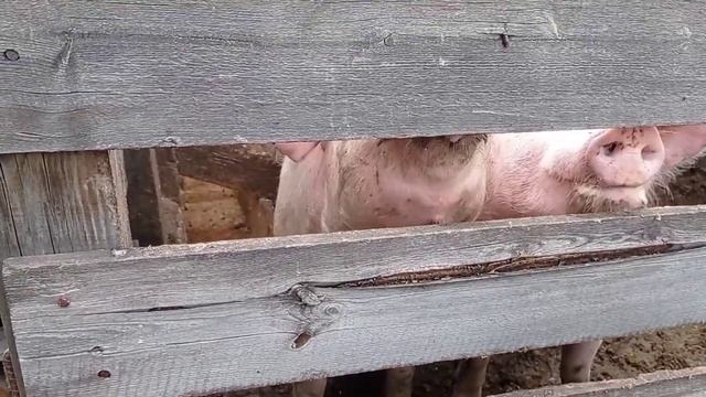 Очень смешные куры смотреть онлайн