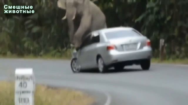 Самый смешной Собаки и кошки января 2015 HD полный видео смотреть онлайн