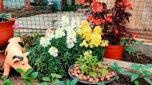 Сохраняйте растения на второй год - результат удивит! Невероятная красота ранней весной! Львиный зев