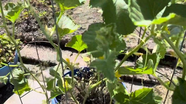 ЧТО ЗА СОРТ ТОМАТА 🍅 ПОДСКАЖИТЕ 🤔СОБРАЛИ СЛИВУ👩? смотреть онлайн