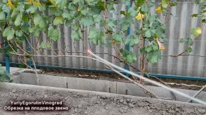 🍇 Обрезка винограда на ПЛОДОВОЕ ЗВЕНО. Так обрезали е