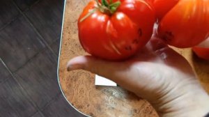 Томат Щека Кертис