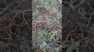 картофель"маяк"