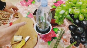 Черенкование Роз в домашних условиях.