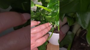 Филодендрон Атом.