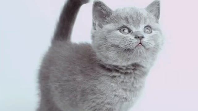 Смешные Кошки! Британские кошки очень красивые. Армия котиков смотреть онлайн