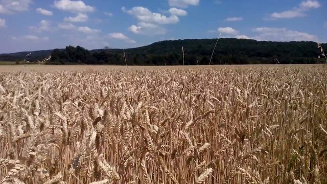 Пшеница край село Мусина - 27.06.2017 г. смотреть онлайн