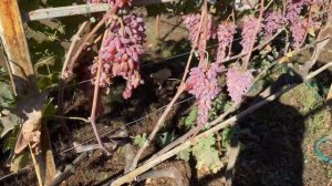 Виноград Оригинал- розовый мое мнение о сорте . 8 октяб?