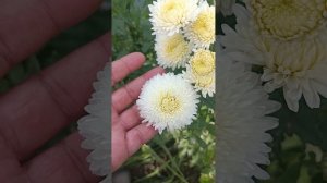 Хризантема корейская Умка