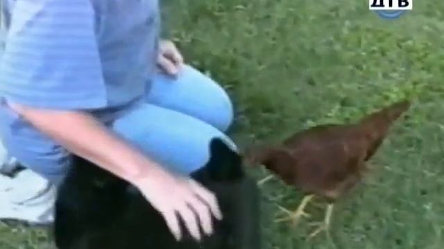 Смешные коты видео юморное приколись онлайн смотреть онлайн