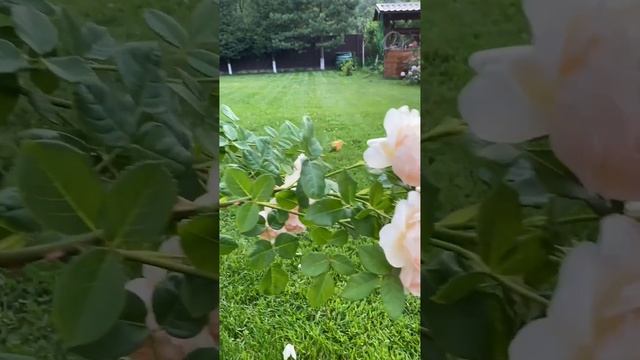 Английская Роза Дэвида Остина. Волертон Олд Холл смотреть онлайн