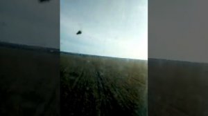 Боронование озимой пшеницы