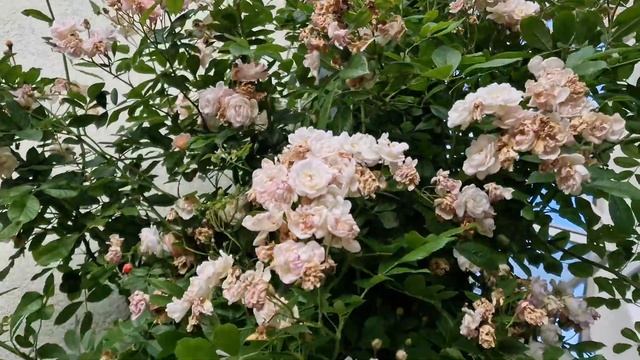 #GhislainedeFeligonde #ГислендеФелигонд постоянно обильноцвету