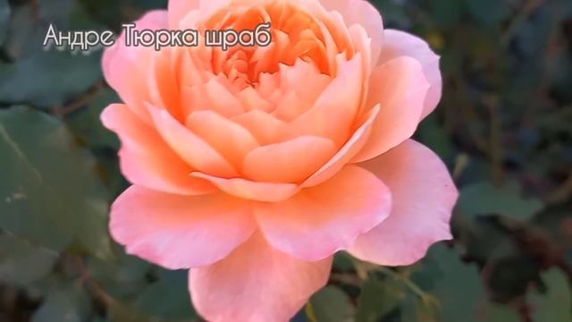 Цветы роз крупным планом. 57 сортов
