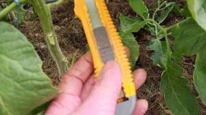 Формирование томата в один стебель. Почему и зачем я т?