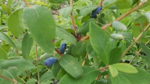 Жимолость Блю Банана и Синий гигант на участке. Лето 202