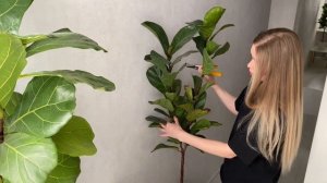 Обрезка и формирование Фикуса Лирата Бамбино