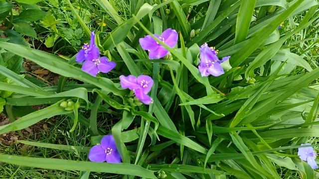 Не врите, ТРАДЕСКАНЦИЯ САДОВАЯ НЕ АГРЕССИВНА!