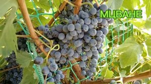 🍇Мцване(Кахетинский)Винный.и Курчанский(Тан-42).Тех.со