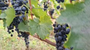 🍀МУСКАТ БЛАУ- виноград для Вина🍀