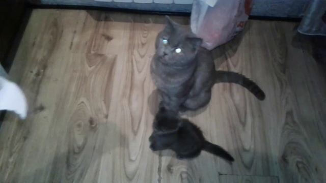 Прикольный котик смотреть онлайн