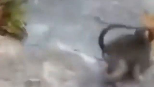 Смешные приколы с обезьянками. смотреть онлайн