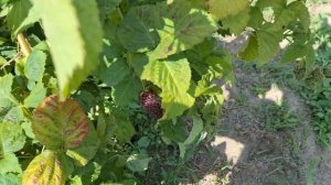 Ежевика бесшипая Коламбия Гигант