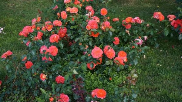 Краткий видео обзор розы Братья Гримм (Флорибунда) -  Bro