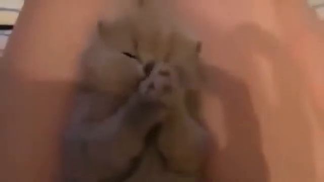 Funny cats. Интерестные коты смотреть онлайн