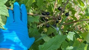 Чёрная смородина Аспирантская‐ любовь с первой пробы