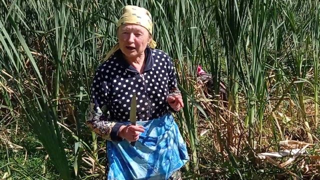 Збір рогози. Щітецькі Мальдіви