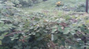 ежевика Виктория,3.08.24.  второй год вегетации