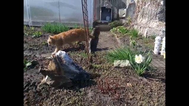 Мой кот  любит хип хоп