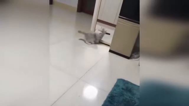 КОШКИ 2020 Смешные Кошки Приколы С Котами и Кошками Funny Cats смотреть онлайн