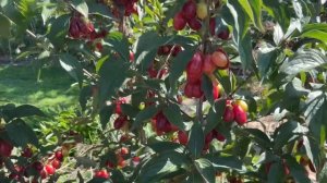 Кизил сорт Радость. Cornelian Cherry Red Dawn